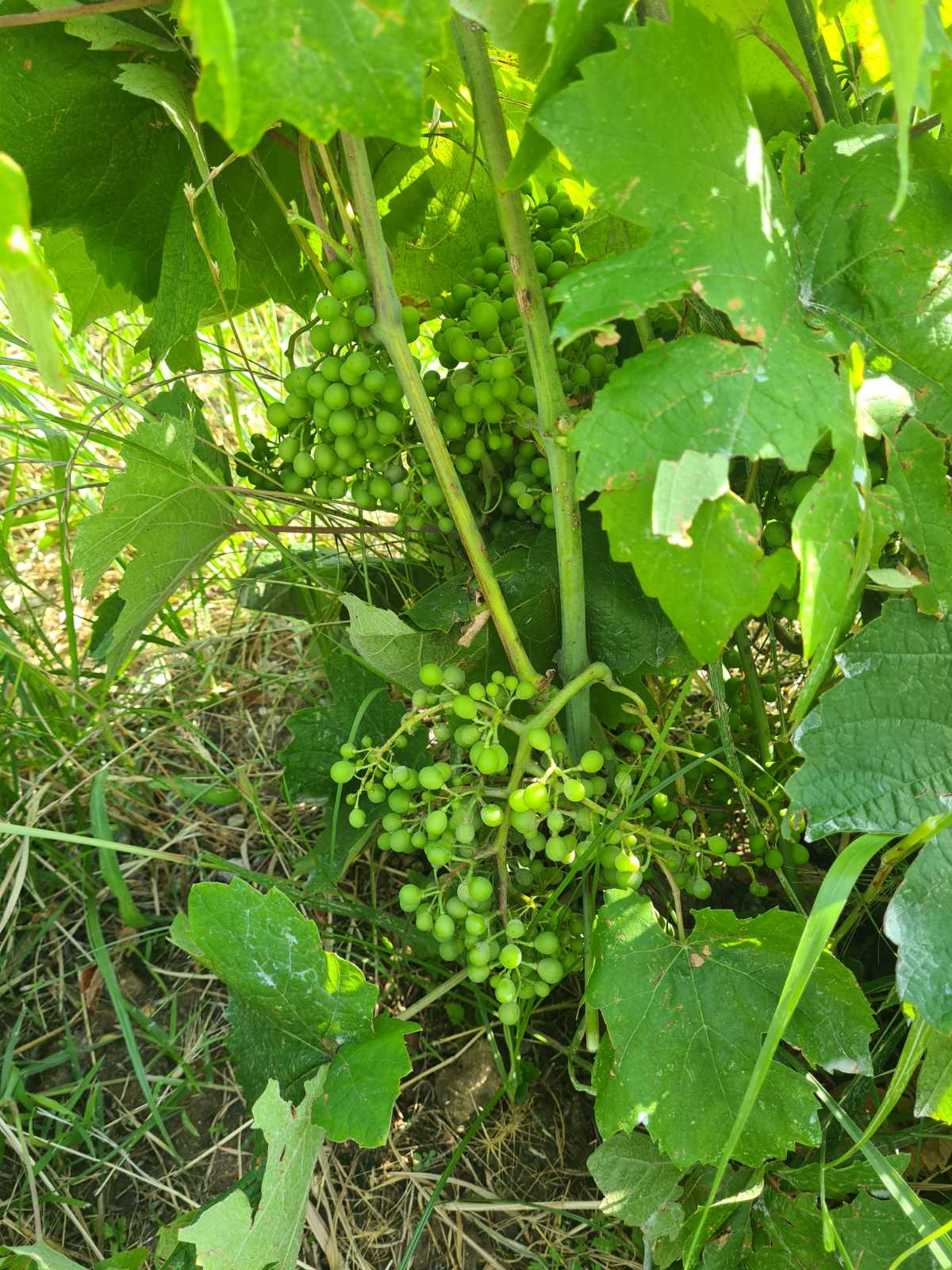Shiroka-Melnik-Bush-Vine-green
