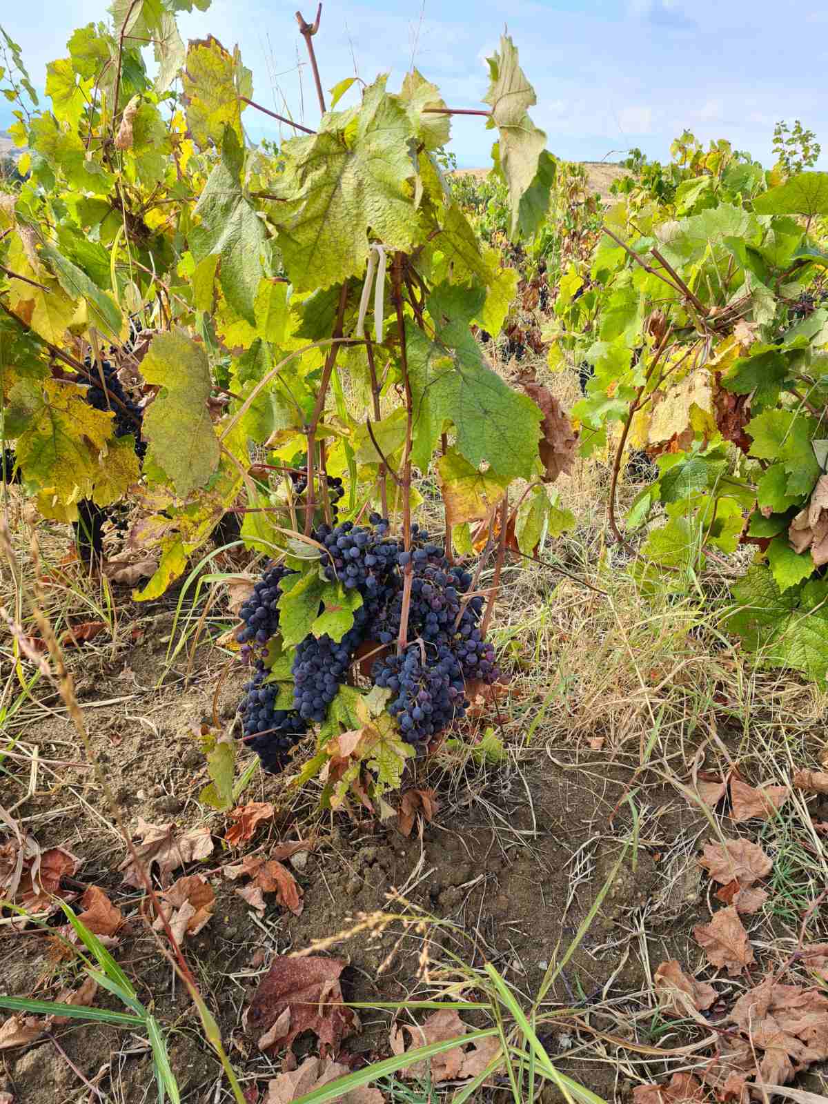 Shiroka-Melnik-Bush-Vine-ripe