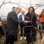 Зарязване на лозята
