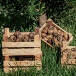 Snails Group Snails Group