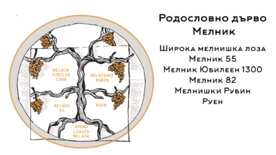 Широка мелнишка лоза Родословно дърво Мелник-визия Широка мелнишка лоза Родословно дърво Мелник-визия
